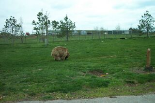 bearbig.jpg