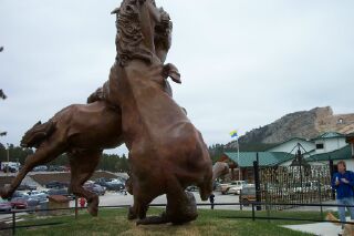 crazystallions.jpg