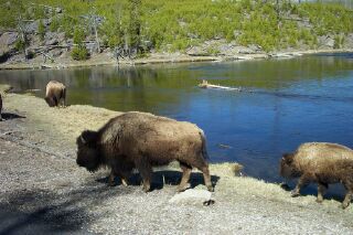 yellowbisonriver.jpg