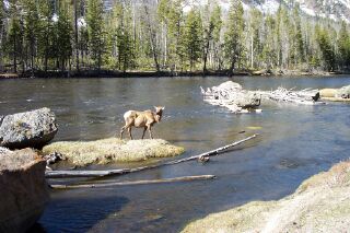 yellowislandelk.jpg